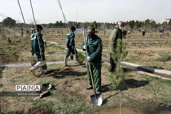 کاشت 1000 اصله نهال در روز درختکاری