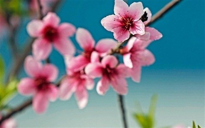 تشکیل گروه مجازی خیریه توسط معلم دماوندی