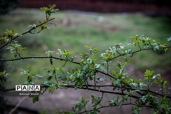 تهران بارانی در آخرین روزهای سال