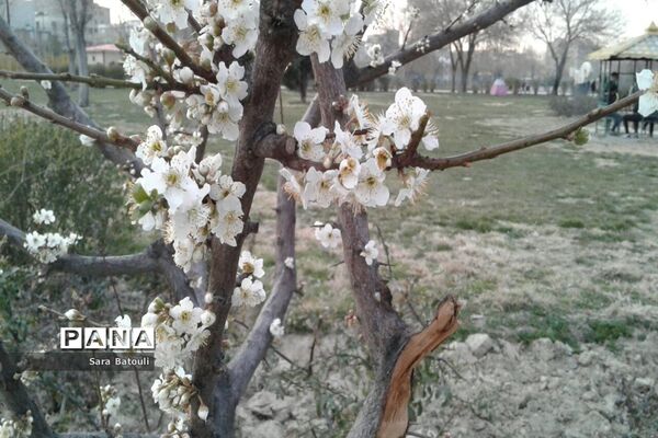 نخستین بهار قرن جدید