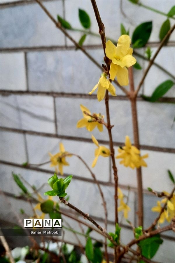 نخستین بهار قرن جدید