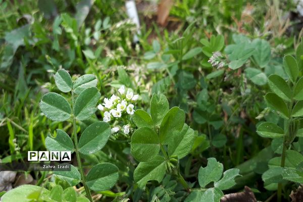 نخستین بهار قرن جدید