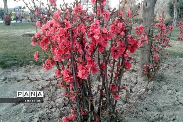 نخستین بهار قرن جدید