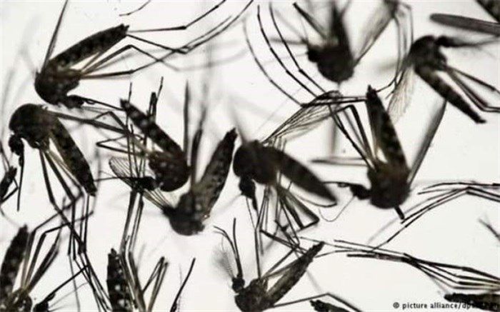 ویروس تب استخوان شکن چگونه منتقل می شود