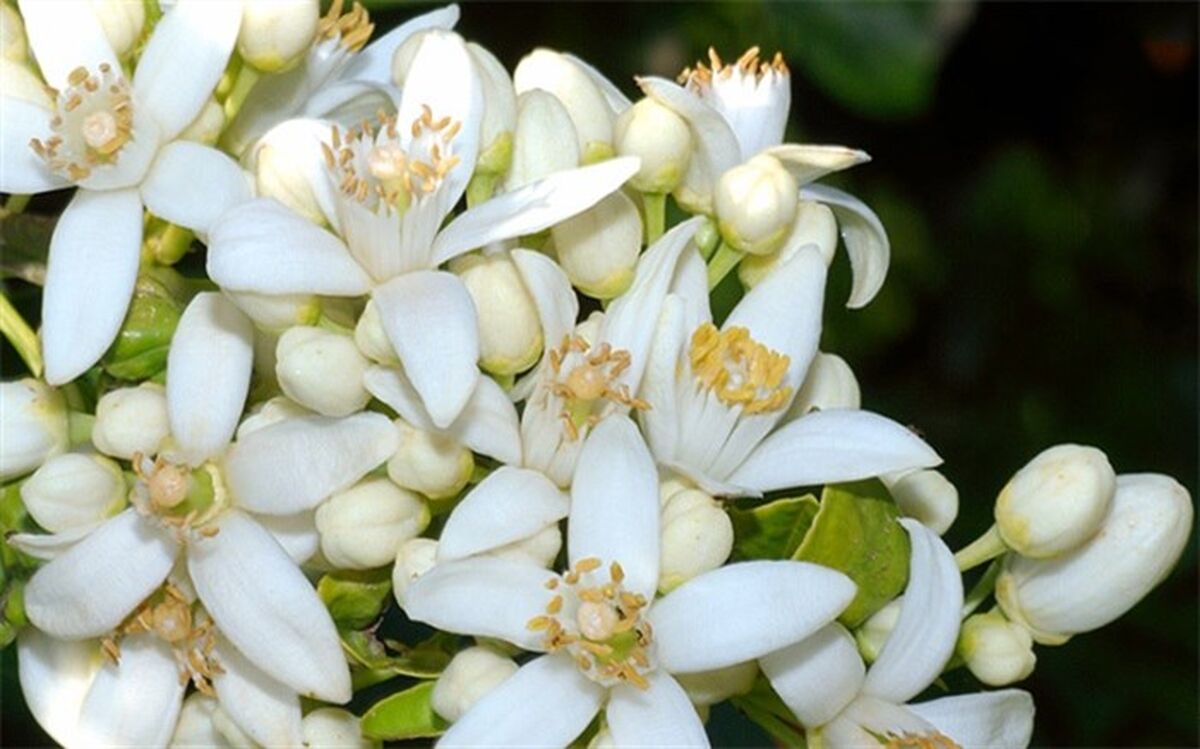 خواص بی‌نظیر چای بهار نارنج برای سلامت بدن