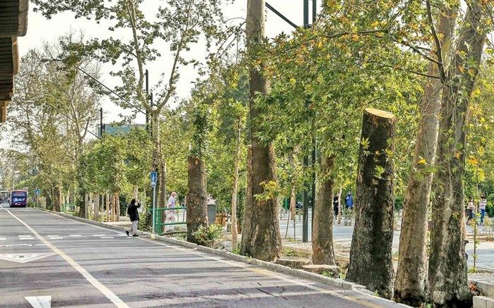 ابهام در حفاظت از چنارستان پایتخت؛ طرح ساماندهی خیابان ولیعصر شفاف نیست