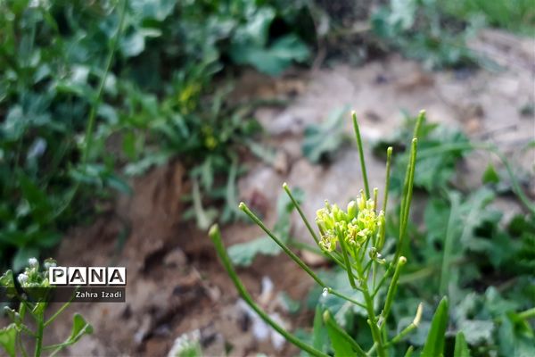 آغاز بهار طبیعت