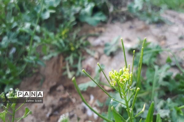 آغاز بهار طبیعت