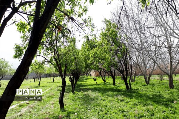 آغاز بهار طبیعت