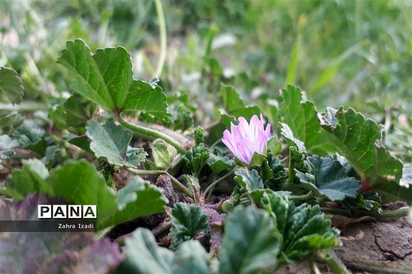 آغاز بهار طبیعت