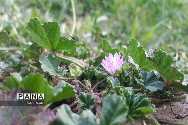 آغاز بهار طبیعت