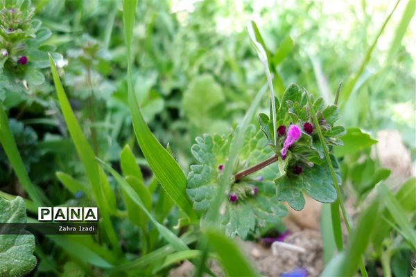 آغاز بهار طبیعت