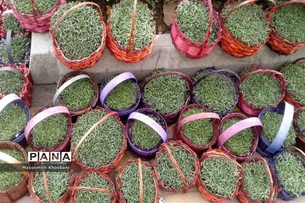 سال جدید و جوانه زدن شادی در دل مردم