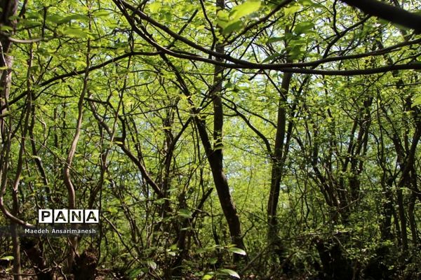 طبیعت بکر روستای کچا