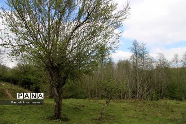 طبیعت بکر روستای کچا