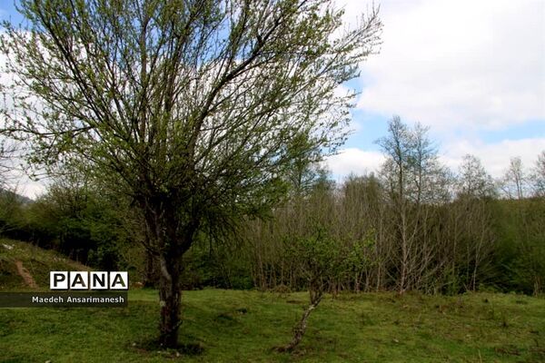 طبیعت بکر روستای کچا