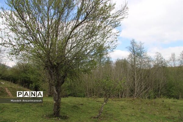 طبیعت بکر روستای کچا