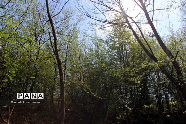 طبیعت بکر روستای کچا