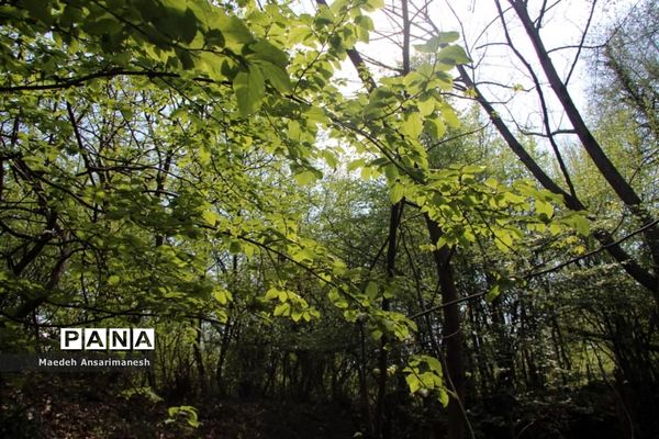 طبیعت بکر روستای کچا