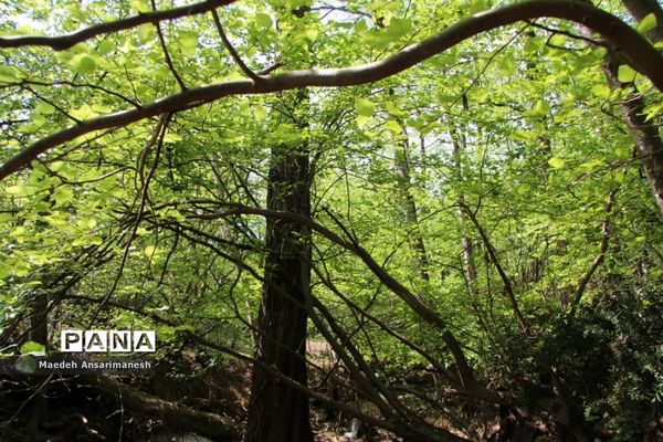 طبیعت بکر روستای کچا