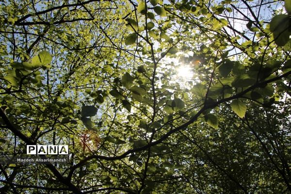 طبیعت بکر روستای کچا