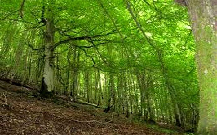 وابستگی ‏معیشت ۲۵درصد از جمعیت جهان به تولیدات اکوسیستم‌های جنگلی