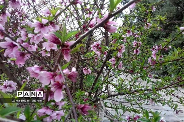 جلوه‌های طبیعت و پیدایش بهار در خاورشهر