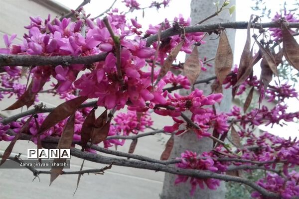 جلوه‌های طبیعت و پیدایش بهار در خاورشهر