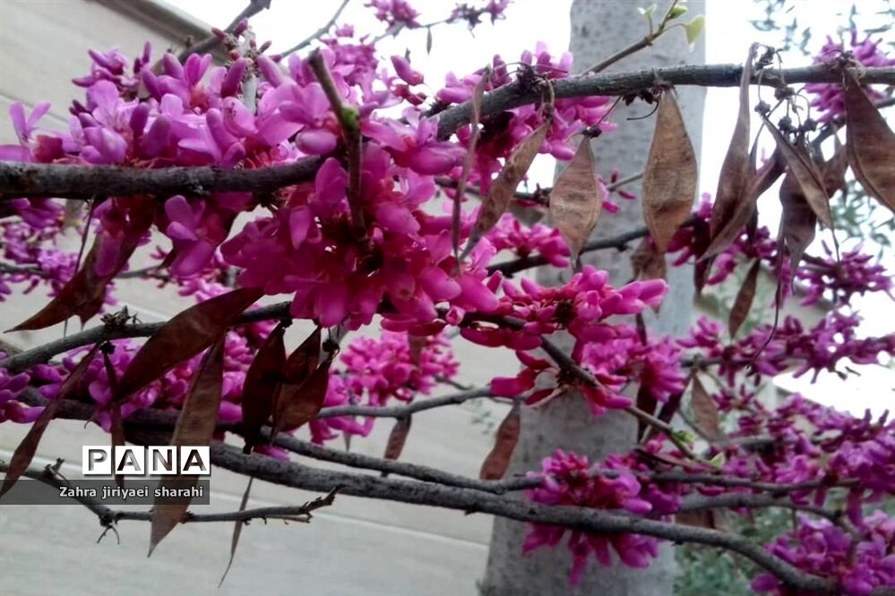 جلوه‌های طبیعت و پیدایش بهار در خاورشهر