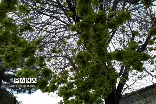 جلوه‌های طبیعت و پیدایش بهار در خاورشهر