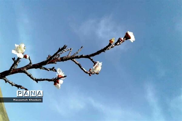 شکوفه‌هایی از جنس لبخند بهار