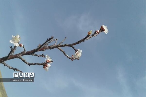 شکوفه‌هایی از جنس لبخند بهار