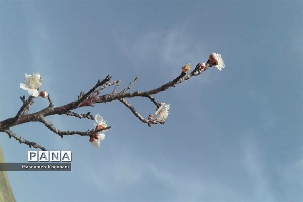 شکوفه‌هایی از جنس لبخند بهار