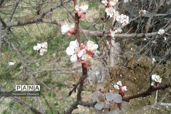شکوفه‌هایی از جنس لبخند بهار