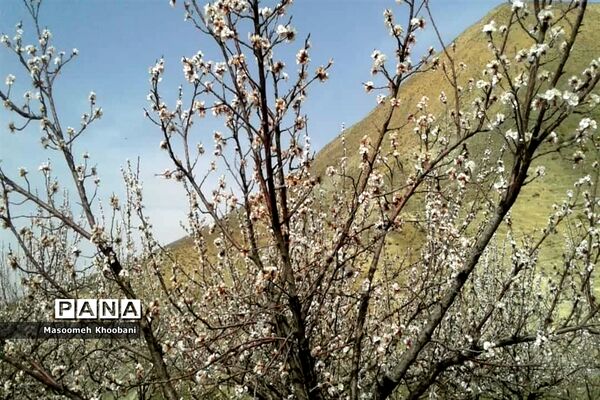 شکوفه‌هایی از جنس لبخند بهار