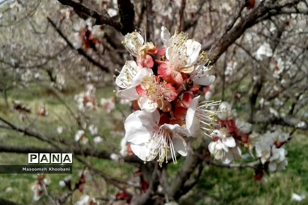 شکوفه‌هایی از جنس لبخند بهار