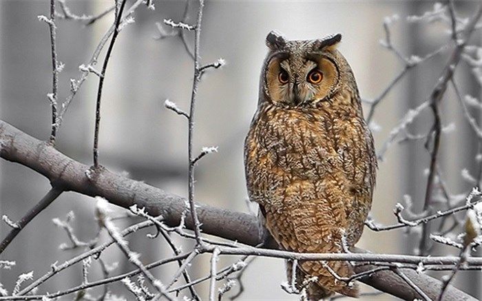جغد شاخ‌دار زخمی به اداره حفاظت محیط زیست تحویل داده شد