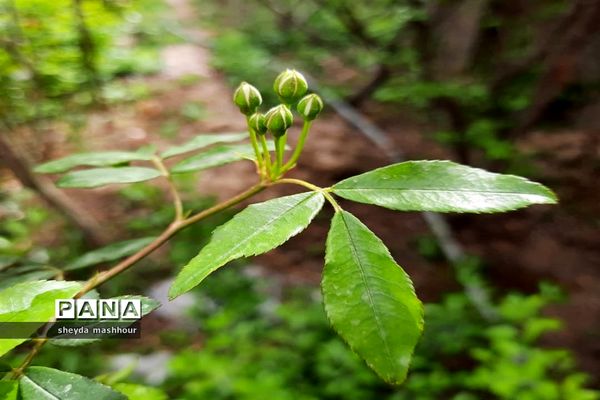 بهار زیبای تهران‌ سال 1400