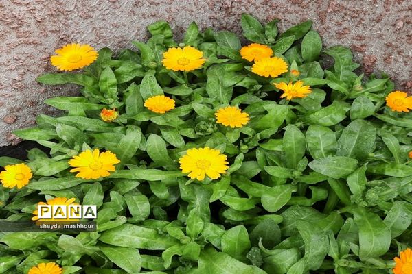 بهار زیبای تهران‌ سال 1400