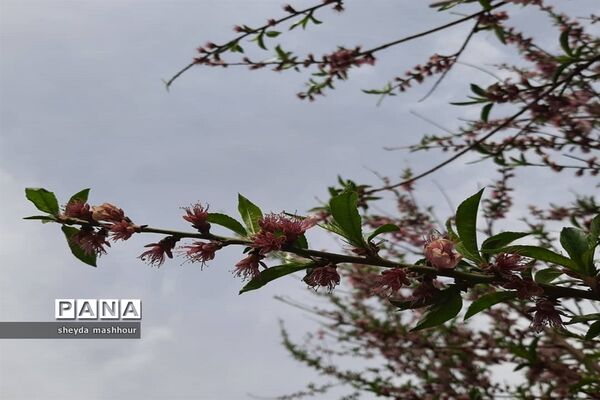 بهار زیبای تهران‌ سال 1400