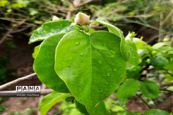 بهار زیبای تهران‌ سال 1400