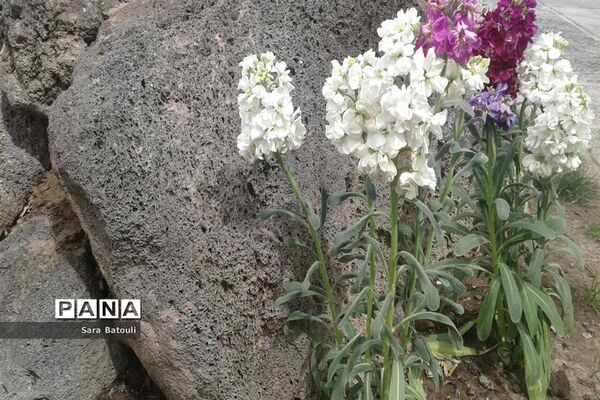 شکوفه های بهاری