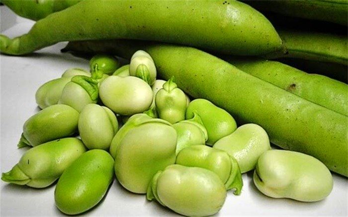 باقلا عامل بیماری فاویسم