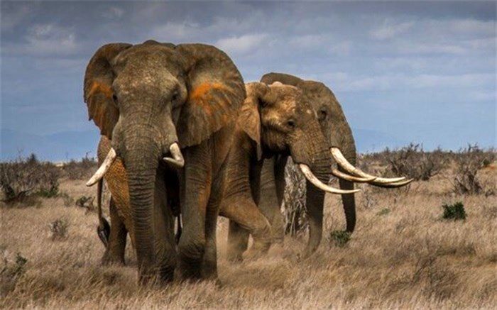 شکار غیرقانونی فیل‌ها را به خطر انقراض نزدیک‌تر کرده است