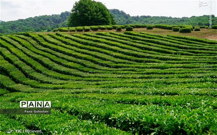 احیای مزارع گلستان بعد از بارندگی