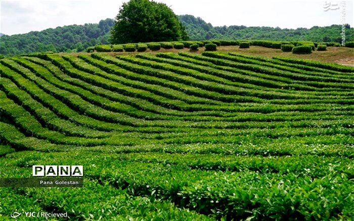 احیای مزارع گلستان بعد از بارندگی
