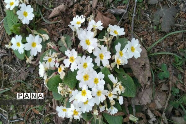 دیدار بهار با روستای زیبای کیاسه در استان گیلان