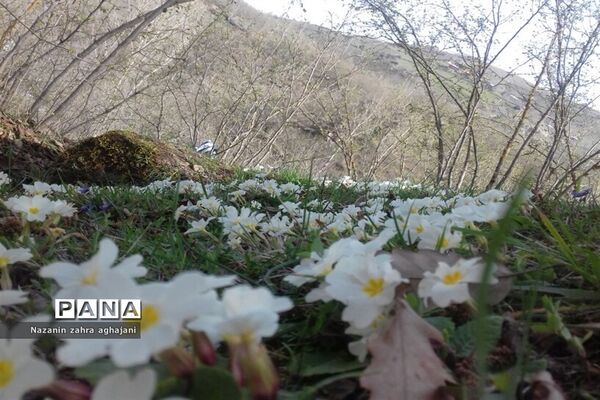 دیدار بهار با روستای زیبای کیاسه در استان گیلان