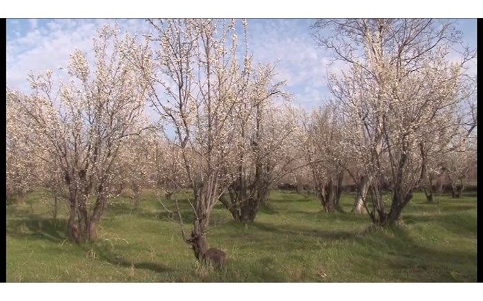 خسارت سرما به اراضی کشاورزی مراغه