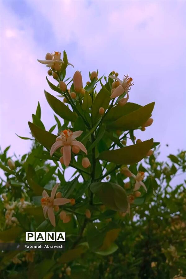 بهار طبیعت
